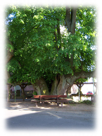 Linde in Himmelsberg